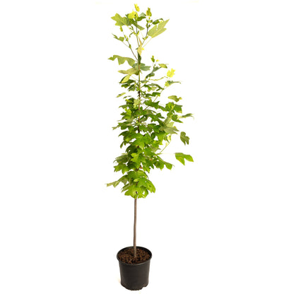 Tulip Poplar plant with green lobed leaves in a black nursery pot on Tampa Home & Garden Store