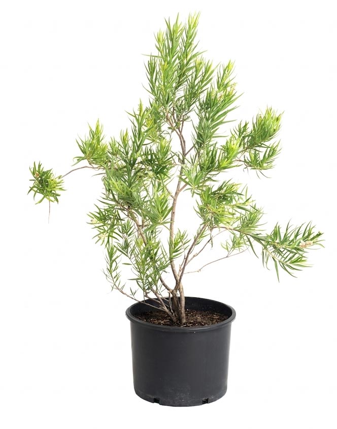 Bubba Jones Desert Willow Tree plant in black pot with green leaves on Tampa Home & Garden Store