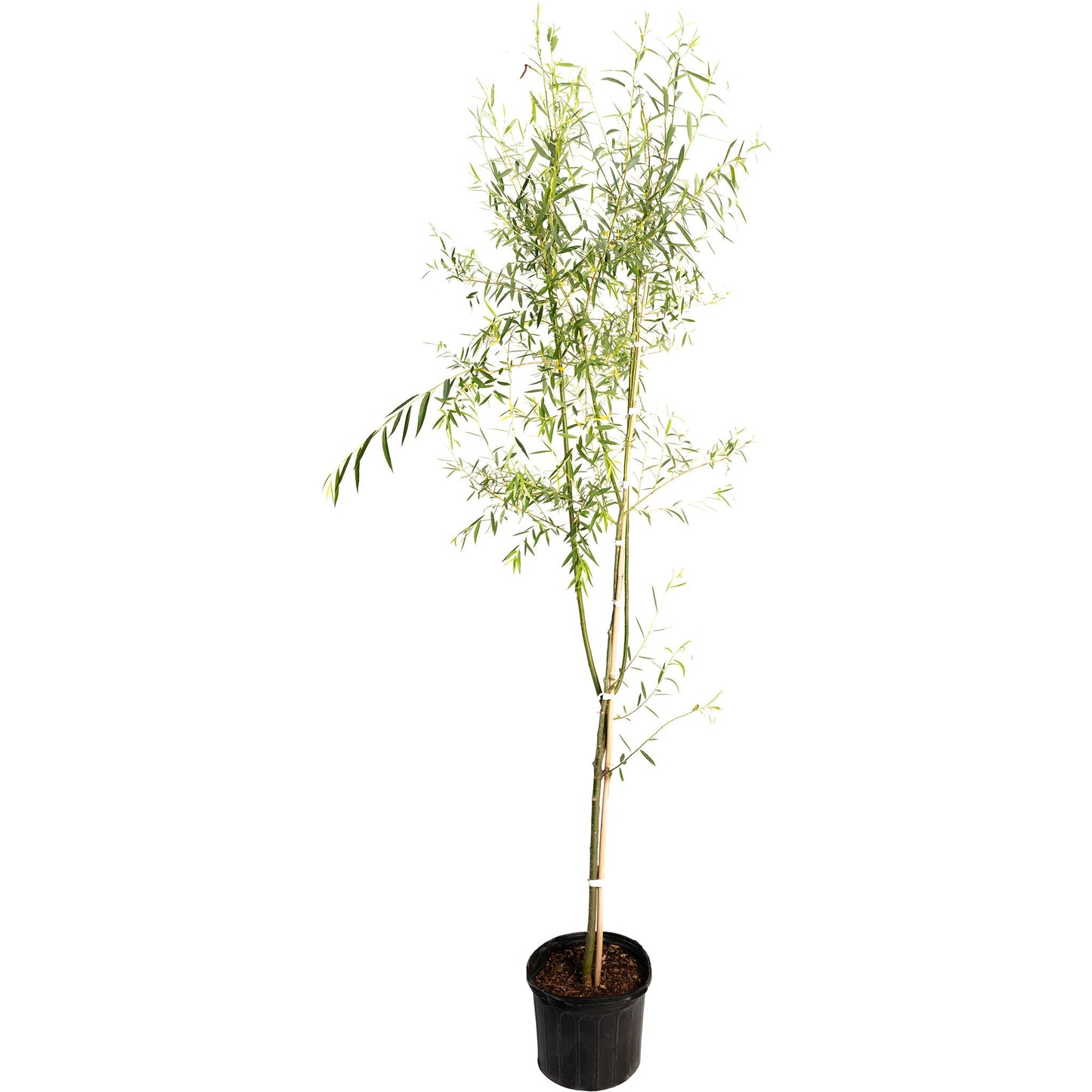 Weeping Willow plant in black pot with slender stems and narrow leaves Live Good Logistics on Tampa Home & Garden Store