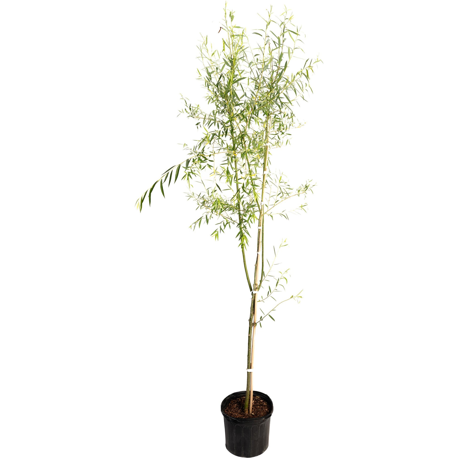 Weeping Willow plant in black pot with slender stems and narrow leaves Live Good Logistics on Tampa Home & Garden Store