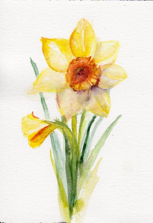 Daffodil - March Birth Flower Art Print - Tampa Home & Garden Store