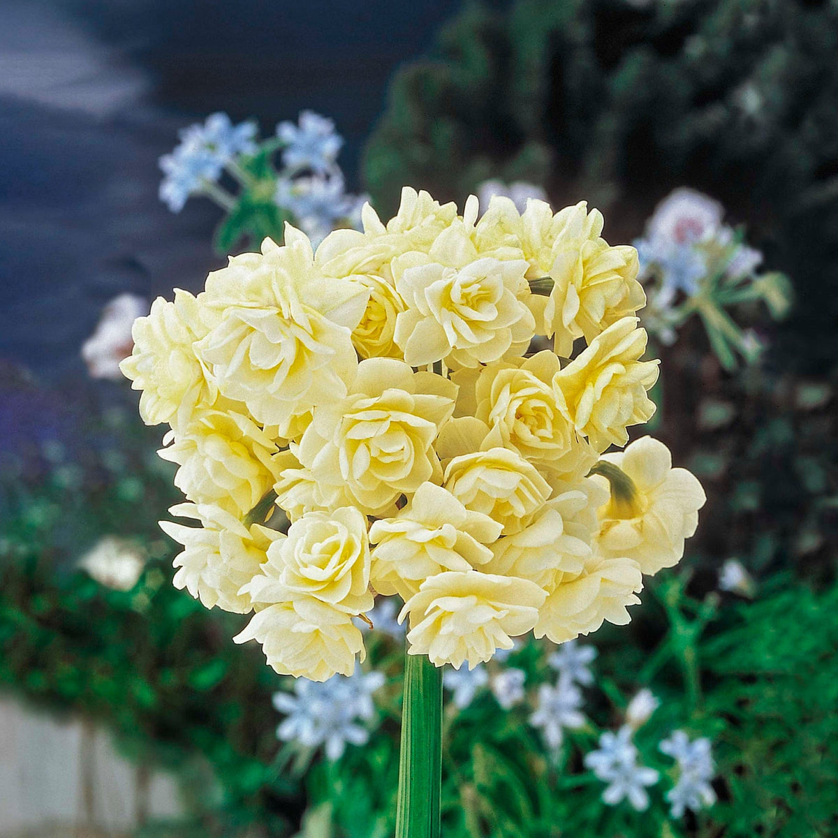 Summer Cheer Daffodil plant with pale yellow double blooms on tall stem Live Good Logistics on Tampa Home & Garden Store