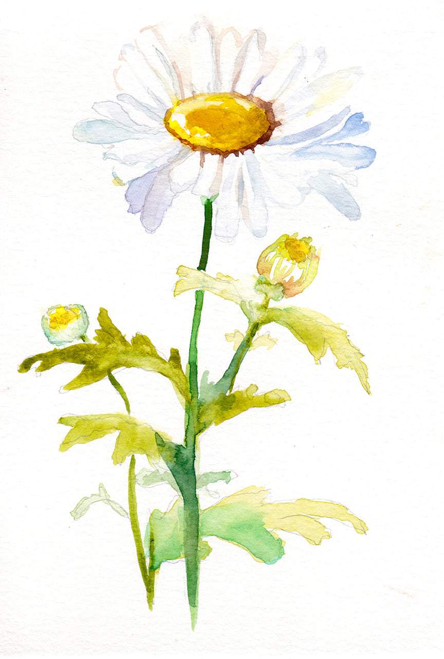 Margarita – Lámina artística Flor de nacimiento de abril