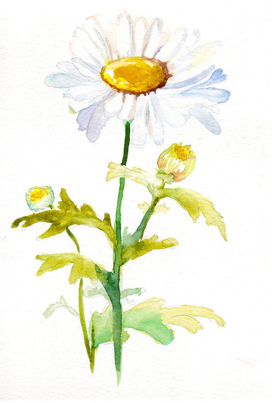 Daisy – April Birth Flower Art Print - Tampa Home & Garden Store