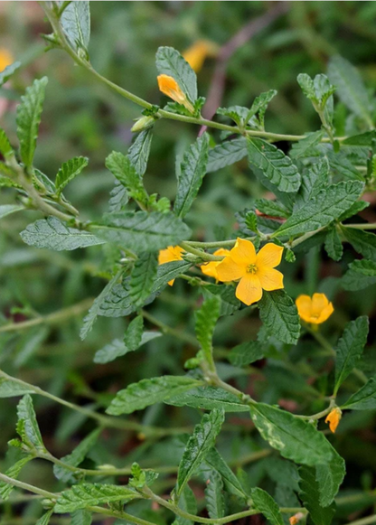 Damiana Plant (Turnera diffusa)