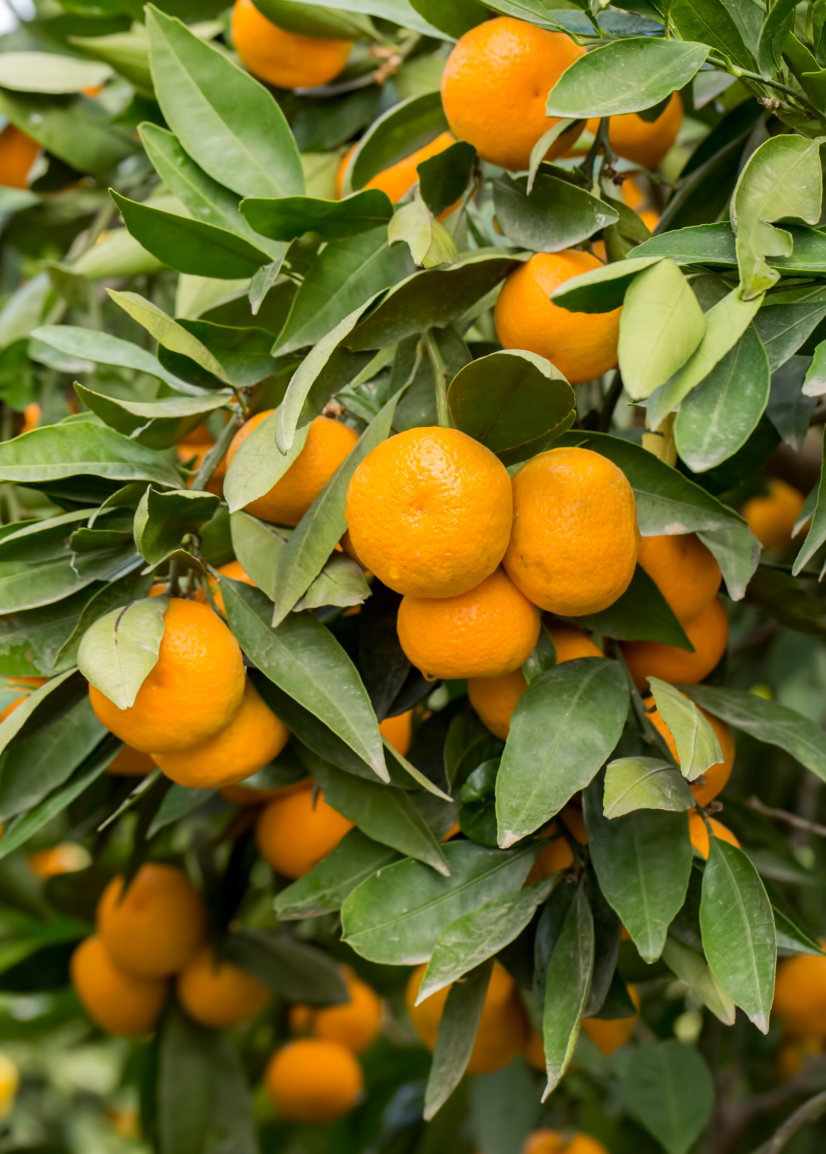 Dancy Tangerine Tree (Citrus tangerina) - Tampa Home & Garden Store