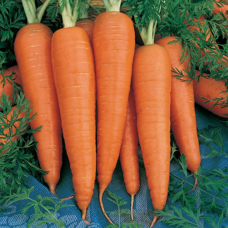 Danvers Carrot Seeds (Organic) - Tampa Home & Garden Store