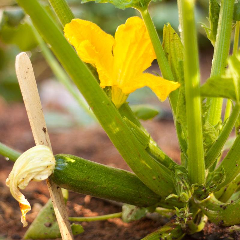 Dark Green Zucchini Summer Squash Seeds (Organic) - Tampa Home & Garden Store