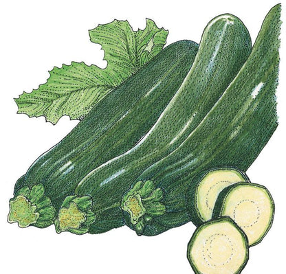 Dark Green Zucchini Summer Squash Seeds (Organic) - Tampa Home & Garden Store