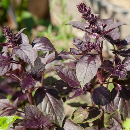 Dark Purple Opal Basil Seeds (Organic) - Tampa Home & Garden Store