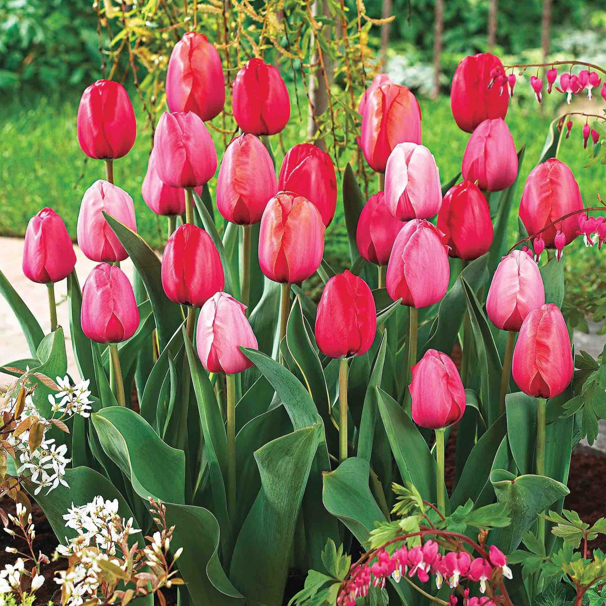 Darwin Hybrid Impression Tulip Mix plant with pink and red blooms and green leaves on Tampa Home & Garden Store