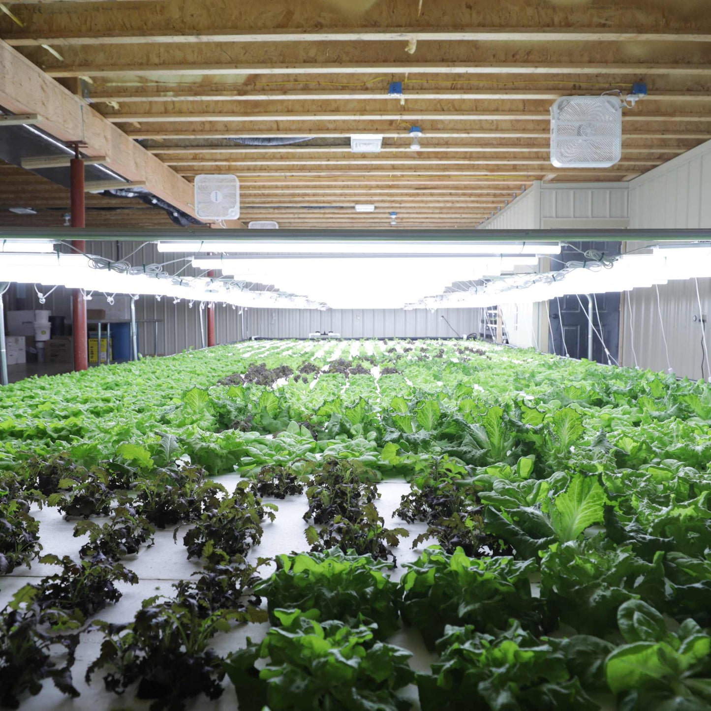Deep Water Culture (DWC) Kit - Tampa Home & Garden Store