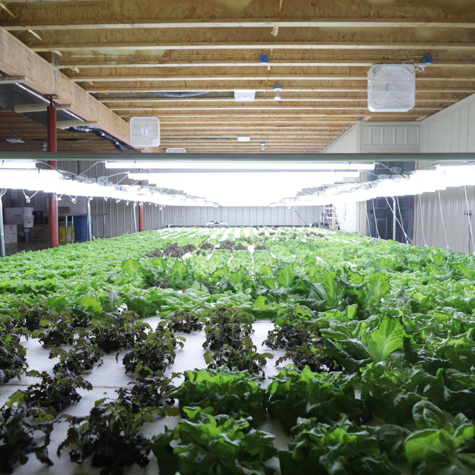 Deep Water Culture (DWC) Kit - Tampa Home & Garden Store