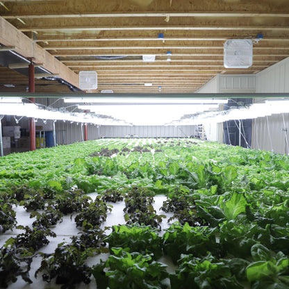 Deep Water Culture (DWC) Kit - Tampa Home & Garden Store