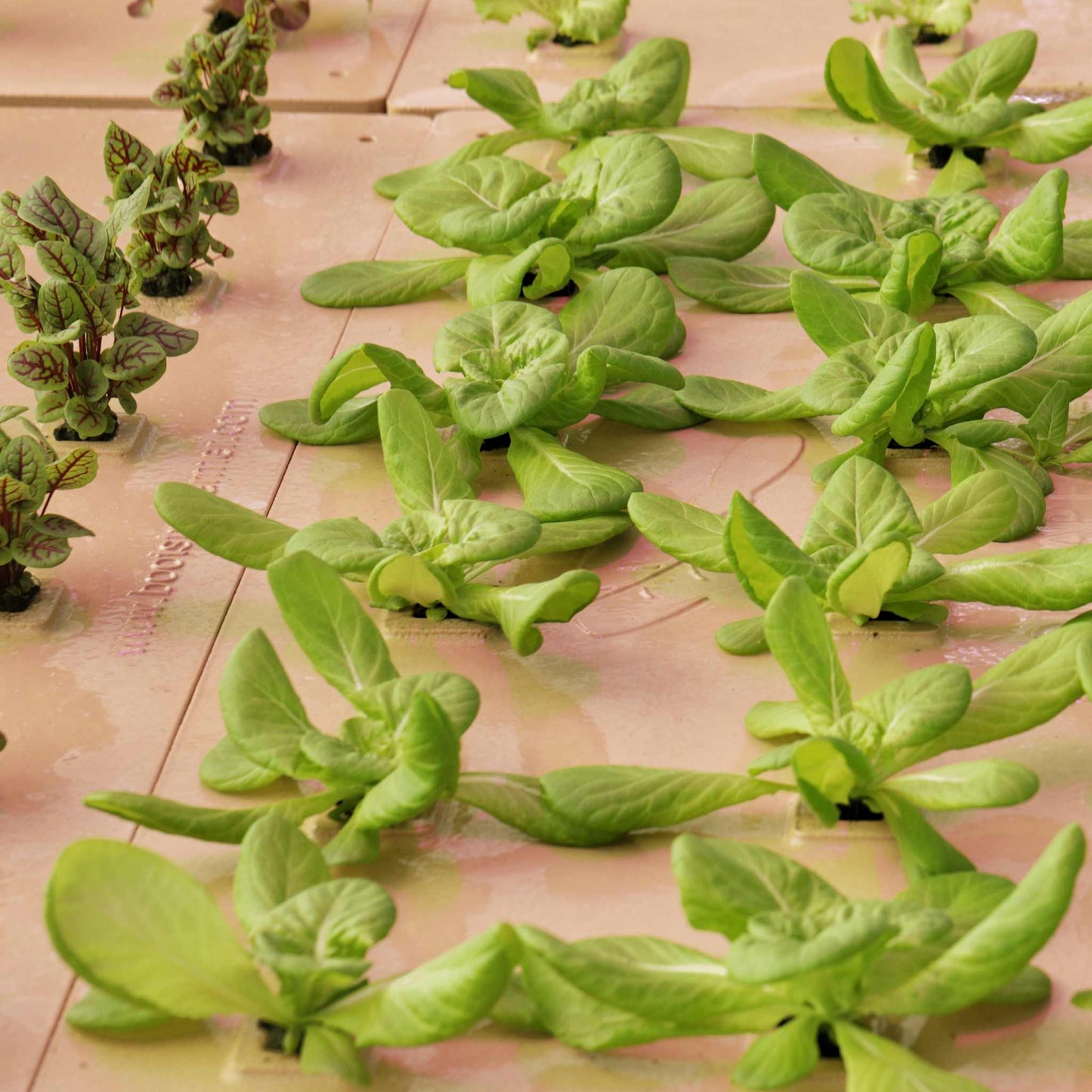 Kit de culture en eau profonde (DWC)