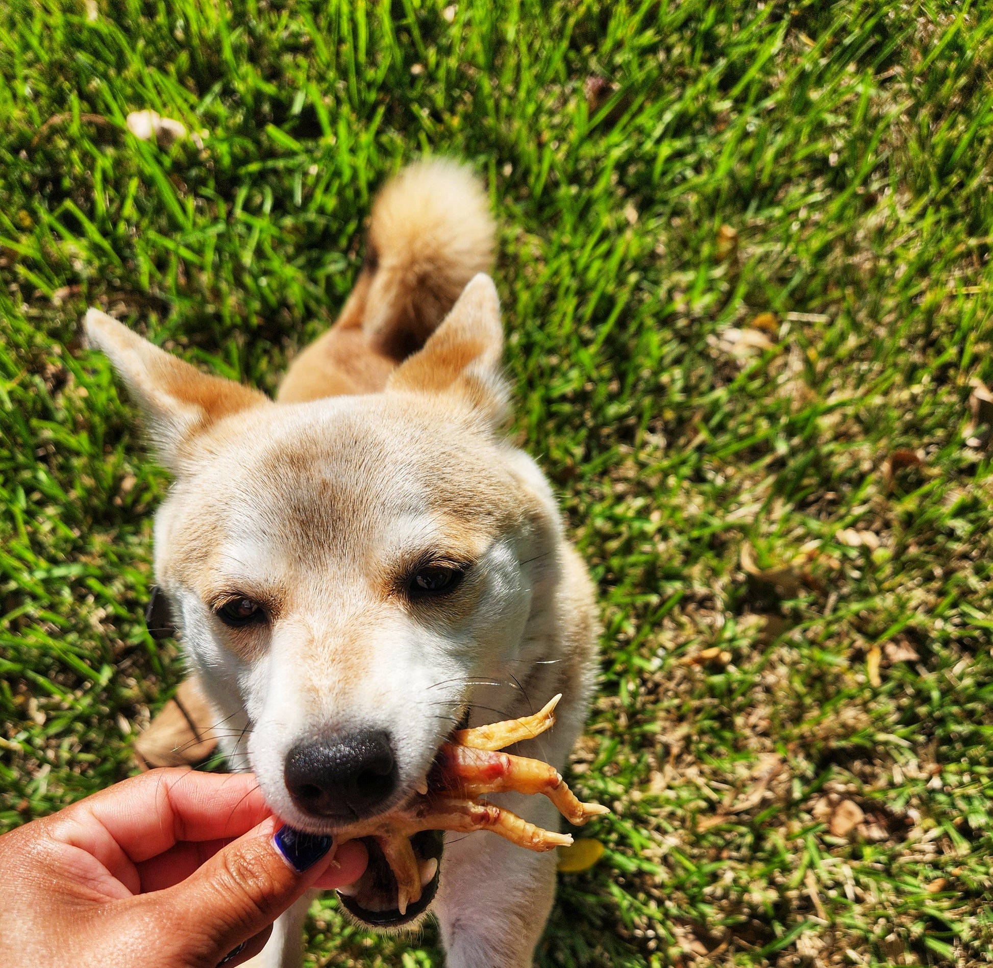 Dehydrated Chicken Feet – 5ct | Raw Instincts | Natural Chew for Cats & Dogs - Tampa Home & Garden Store