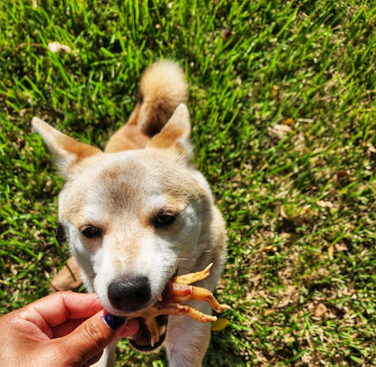 Dehydrated Chicken Feet – 5ct | Raw Instincts | Natural Chew for Cats & Dogs - Tampa Home & Garden Store