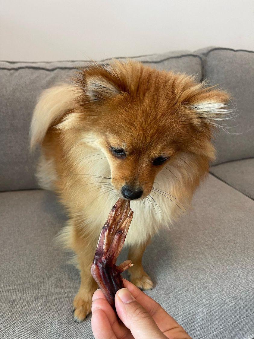 Dehydrated Duck Feet for Dogs & Cats — 100% Pekin Duck | Raw Instincts USA - Tampa Home & Garden Store