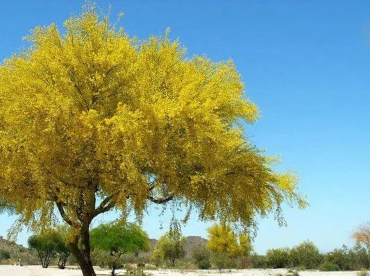 Desert Museum - Thornless Palo Verde Seeds Cercidium x 'Desert Museum' - Tampa Home & Garden Store