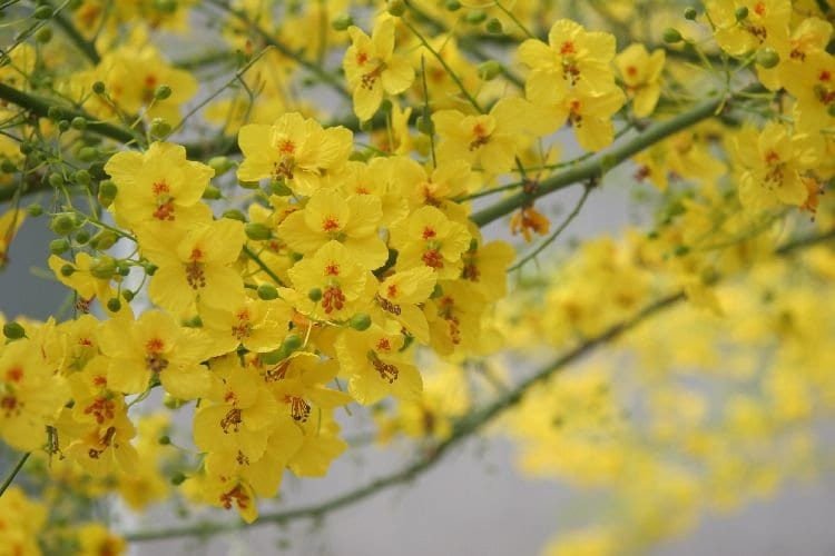 Desert Museum - Thornless Palo Verde Seeds Cercidium x 'Desert Museum' - Tampa Home & Garden Store