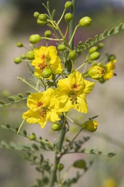 Desert Museum - Thornless Palo Verde Seeds Cercidium x 'Desert Museum' - Tampa Home & Garden Store