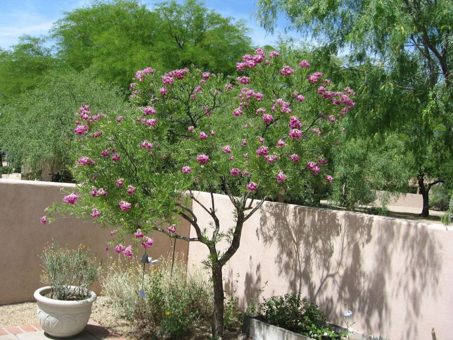 Desert Willow Tree Seeds -  Chilopsis Linearis, Large Pink Flowers, Fast Growing - Tampa Home & Garden Store