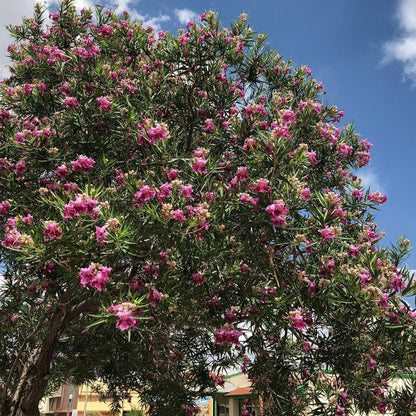 Desert Willow Tree Seeds -  Chilopsis Linearis, Large Pink Flowers, Fast Growing - Tampa Home & Garden Store