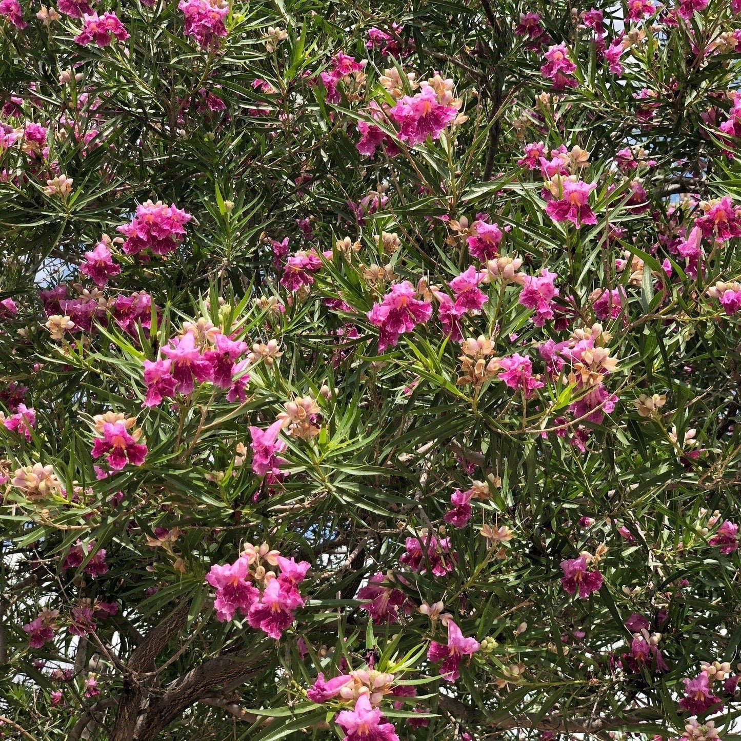 Desert Willow Tree Seeds -  Chilopsis Linearis, Large Pink Flowers, Fast Growing - Tampa Home & Garden Store