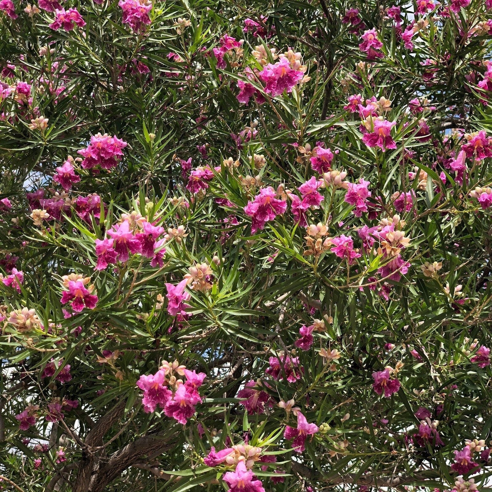 Desert Willow Tree Seeds -  Chilopsis Linearis, Large Pink Flowers, Fast Growing - Tampa Home & Garden Store