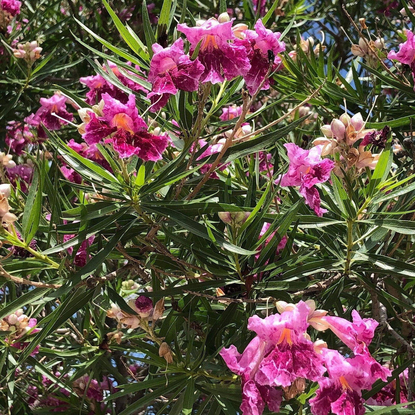 Desert Willow Tree Seeds -  Chilopsis Linearis, Large Pink Flowers, Fast Growing - Tampa Home & Garden Store
