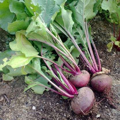 Detroit Dark Red Beet Seeds (Organic) - Tampa Home & Garden Store