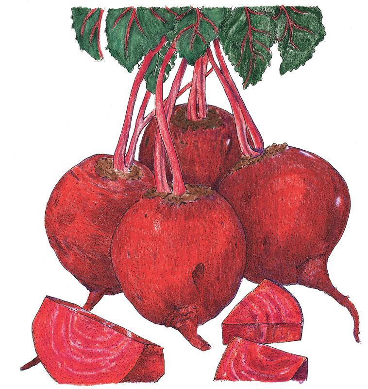 Detroit Dark Red Beet Seeds (Organic) - Tampa Home & Garden Store