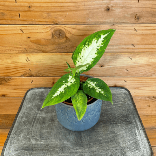 Dieffenbachia Compacta, 4" Plant - Tampa Home & Garden Store