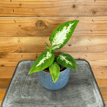 Dieffenbachia Compacta, 4" Plant - Tampa Home & Garden Store