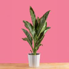 Dieffenbachia - Tampa Home & Garden Store