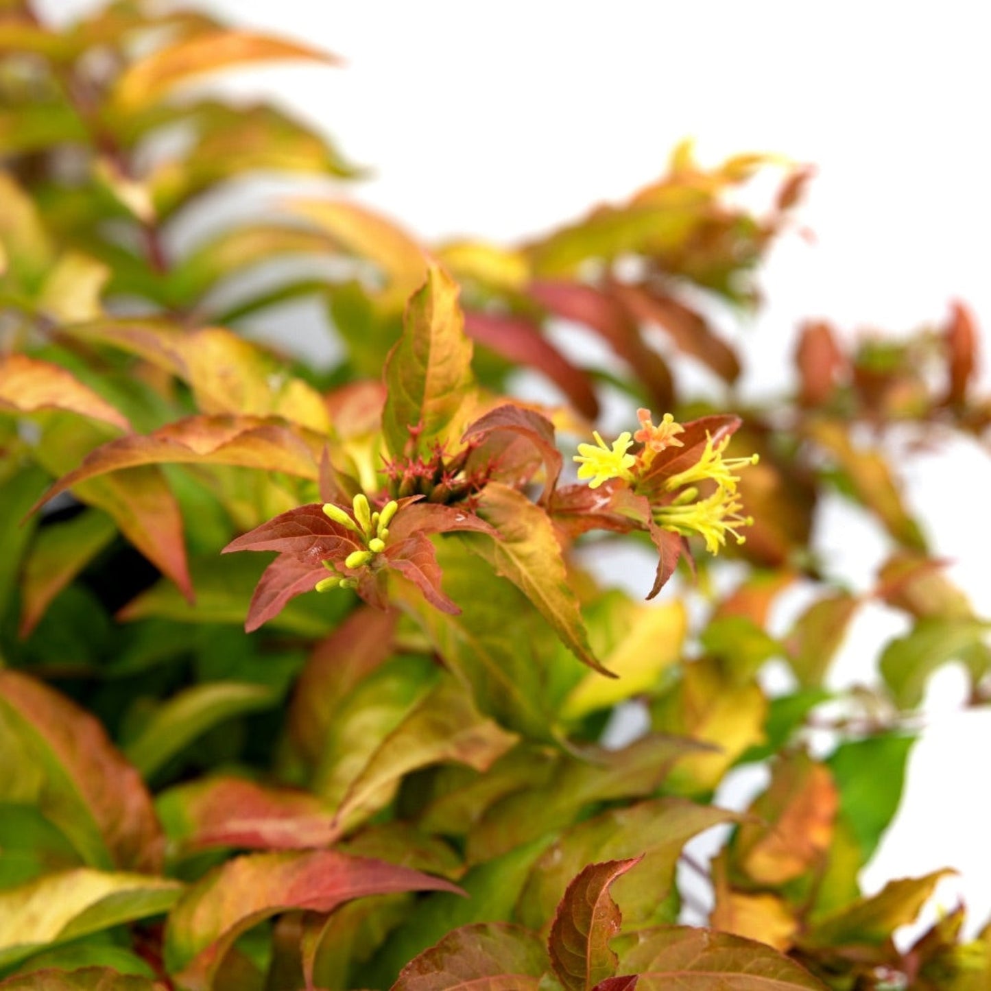 Firefly® Bush Honeysuckle plant with variegated autumn leaves and small yellow blooms on Tampa Home & Garden Store
