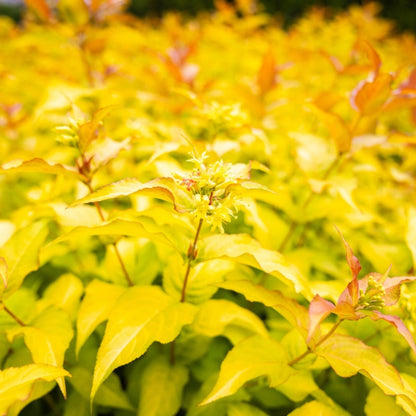 Firefly Bush Honeysuckle plant with yellow foliage Live Good Logistics indoor plant on Tampa Home & Garden Store