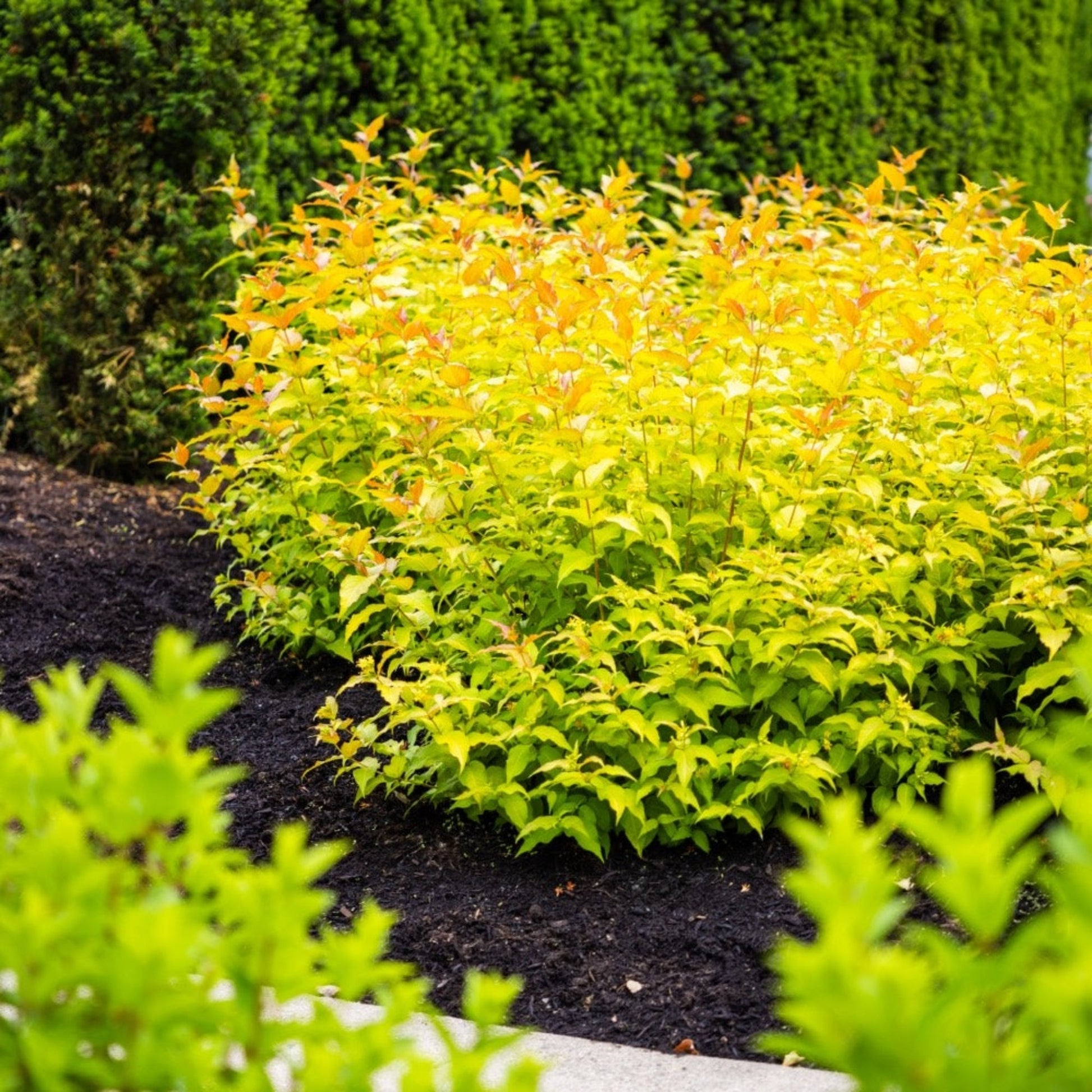 Firefly Bush Honeysuckle plant with golden yellow foliage from Live Good Logistics shrub on Tampa Home & Garden Store