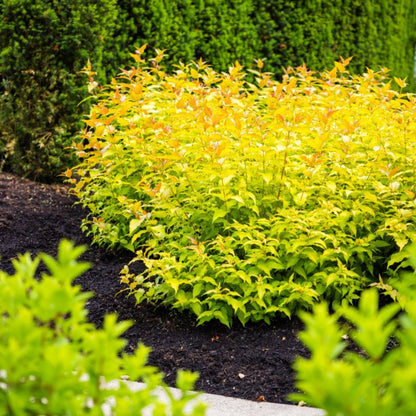 Firefly Bush Honeysuckle plant with golden yellow foliage from Live Good Logistics shrub on Tampa Home & Garden Store