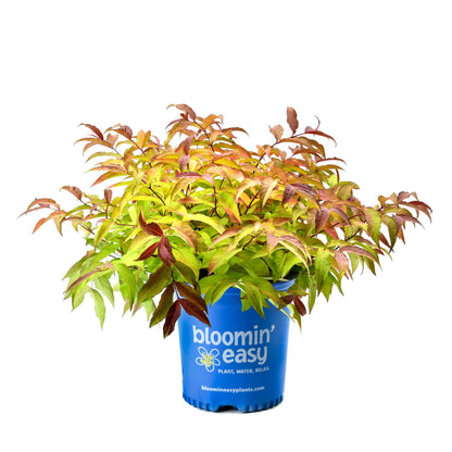 Firefly Bush Honeysuckle plant in a blue Bloomin’ Easy pot with colorful autumn leaves on Tampa Home & Garden Store