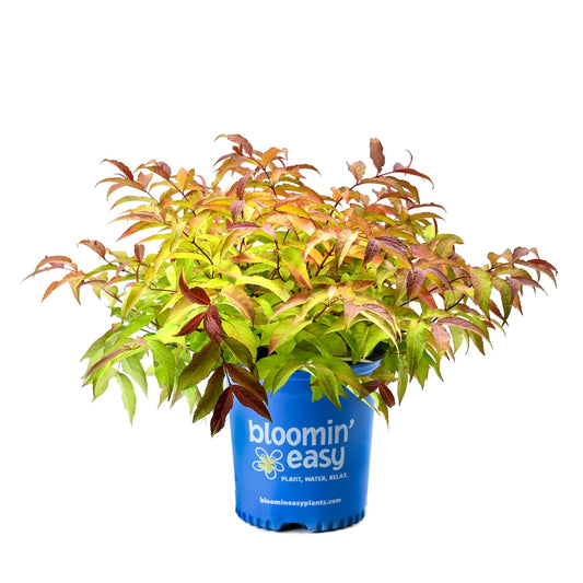 Firefly Bush Honeysuckle plant in a blue Bloomin’ Easy pot with colorful autumn leaves on Tampa Home & Garden Store