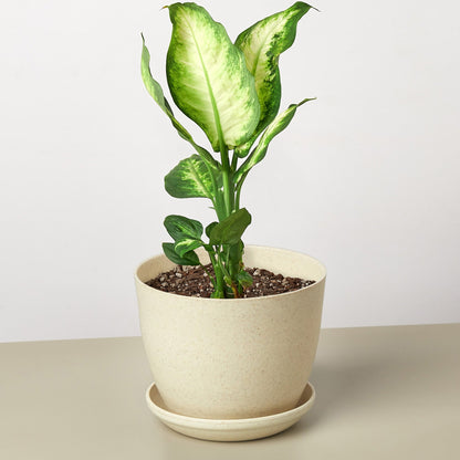 Dieffenbachia Camille indoor plant with green and ivory leaves in a speckled beige pot on Tampa Home & Garden Store