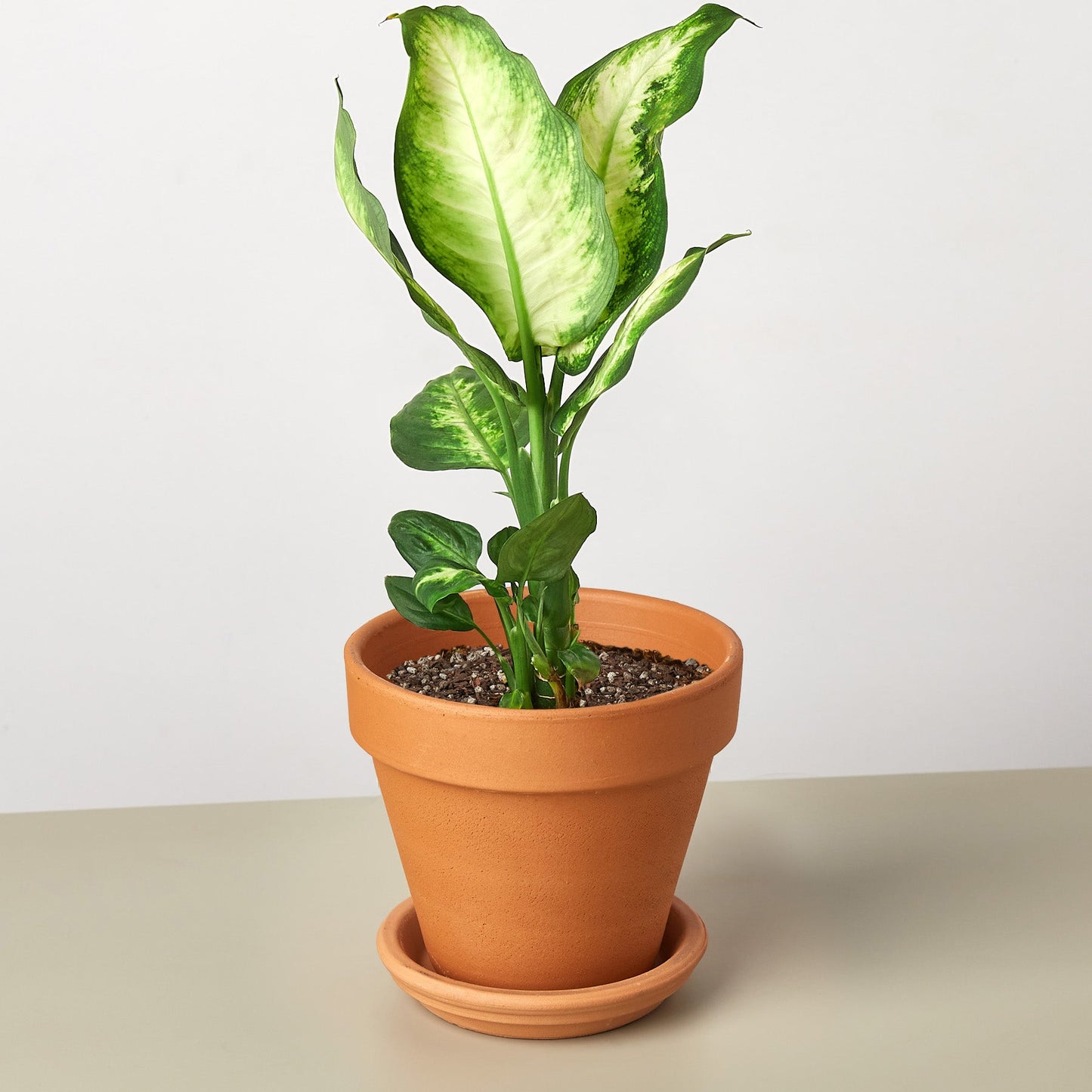 Dieffenbachia Camille indoor plant variegated leaves in pot Rooted Treasures Farms on Tampa Home & Garden Store