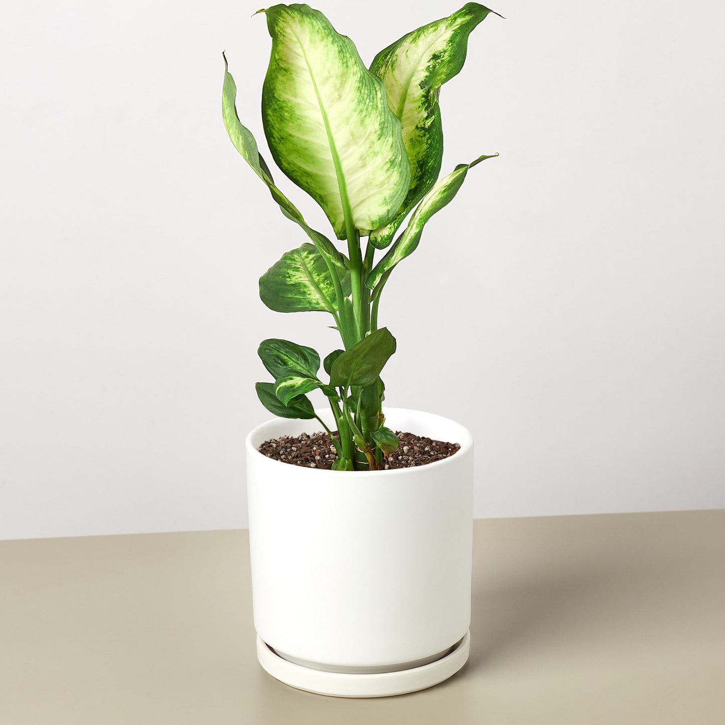 Dieffenbachia Camille indoor plant with variegated green and cream leaves in a white pot on Tampa Home & Garden Store
