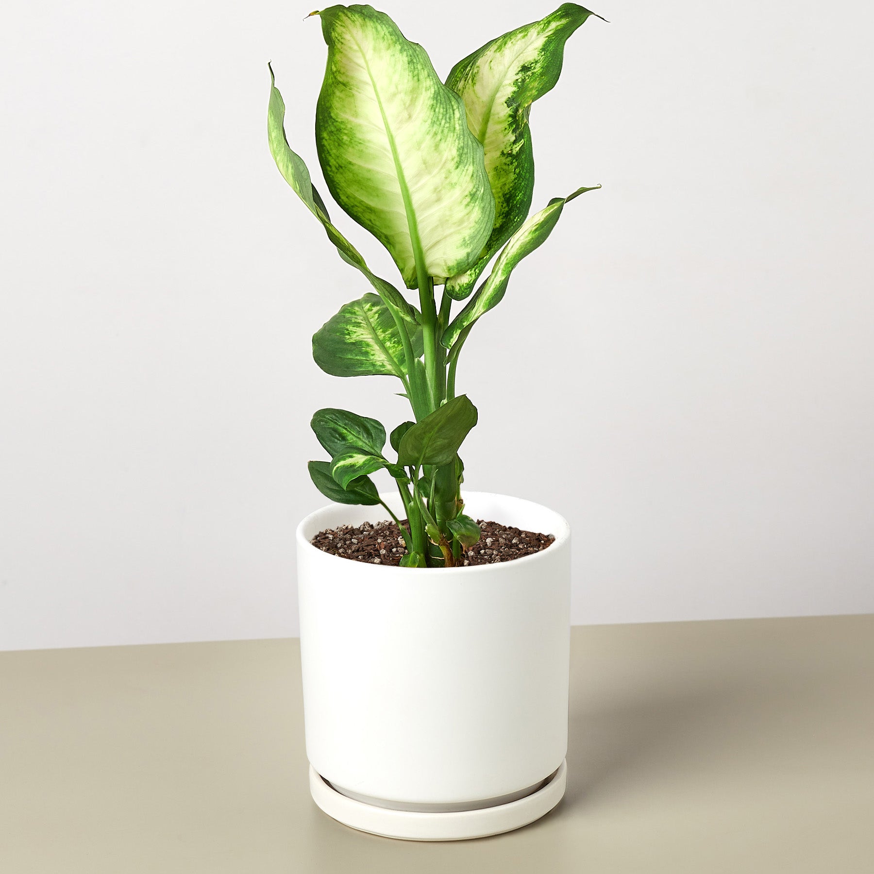 Dieffenbachia Camille indoor plant with variegated green and cream leaves in a white pot on Tampa Home & Garden Store
