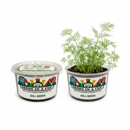 Dill Grow Kit - Tampa Home & Garden Store