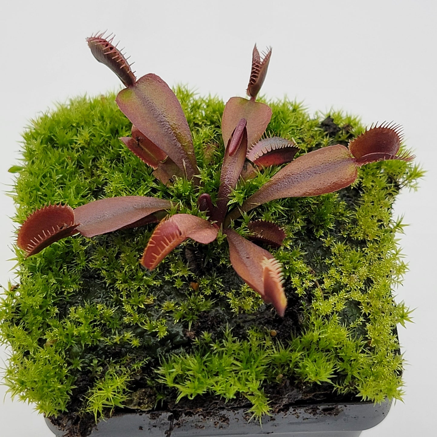 Venus Flytrap Plant "Red Shark Teeth"
