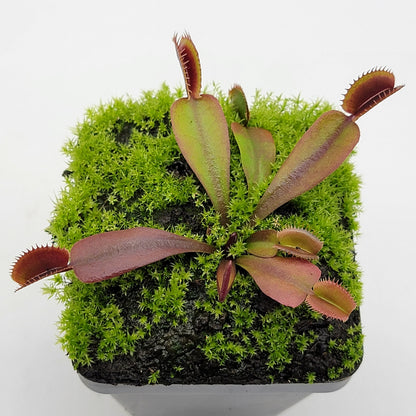 Venus Flytrap Plant "Red Shark Teeth"
