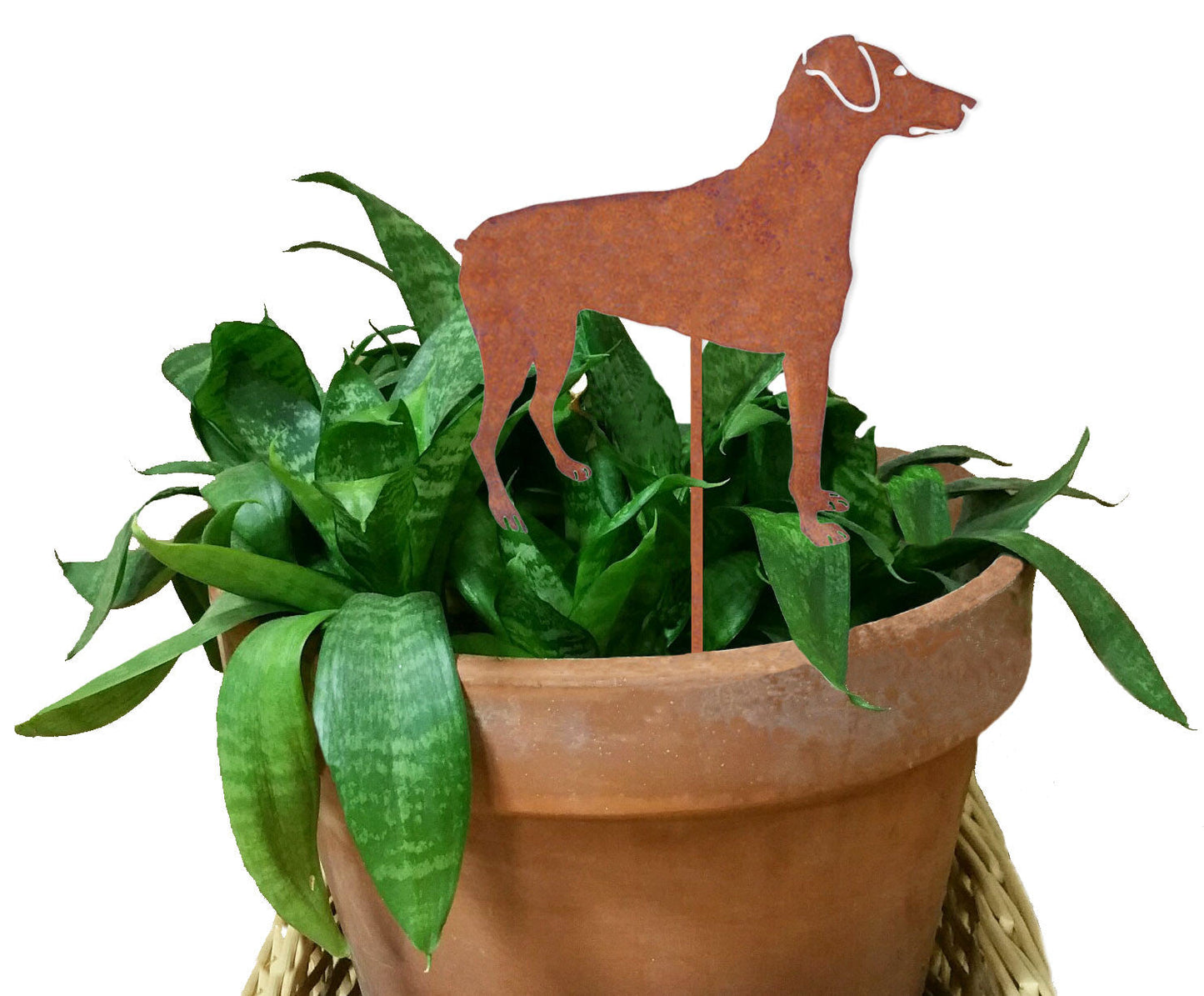 Doberman Pinscher Plant Stake rust metal silhouette perched in a terracotta pot on Tampa Home & Garden Store