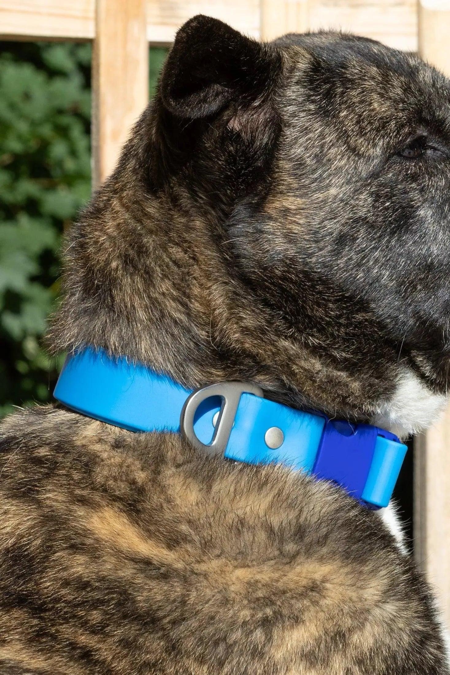 Dockside Adventures Waterproof Dog Collar - Tampa Home & Garden Store